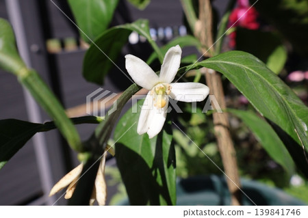 Mandarin white flowers Mandarin white flowers 139841746
