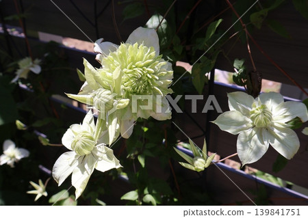 鐵線蓮白花 139841751