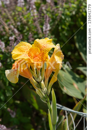 Large yellow canna flowers Large yellow canna flowers 139841779
