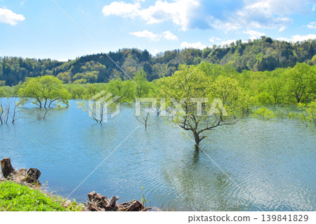 The submerged forest of Lake Shirakawa in Yamagata Prefecture appears only once a year. The submerged forest of Lake Shirakawa in Yamagata Prefecture appears only once a year. 139841829
