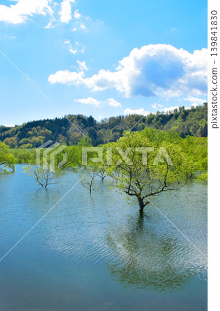 The submerged forest of Lake Shirakawa in Yamagata Prefecture appears only once a year. The submerged forest of Lake Shirakawa in Yamagata Prefecture appears only once a year. 139841830