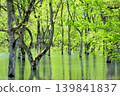 The submerged forest of Lake Shirakawa in Yamagata Prefecture appears only once a year. 139841837