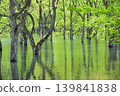 The submerged forest of Lake Shirakawa in Yamagata Prefecture appears only once a year. 139841838