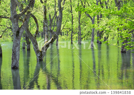 山形縣白川湖的水下森林一年只出現一次。 山形縣白川湖的水下森林一年只出現一次。 139841838