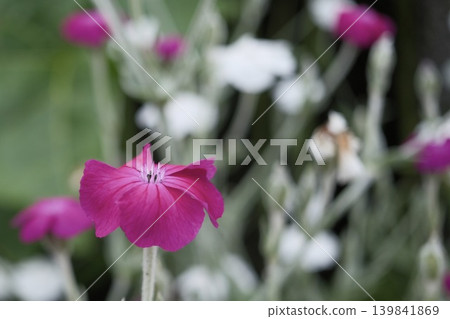 Close-up of a narcissus flower: pink flower with a natural bokeh background. Close-up of a narcissus flower: pink flower with a natural bokeh background. 139841869