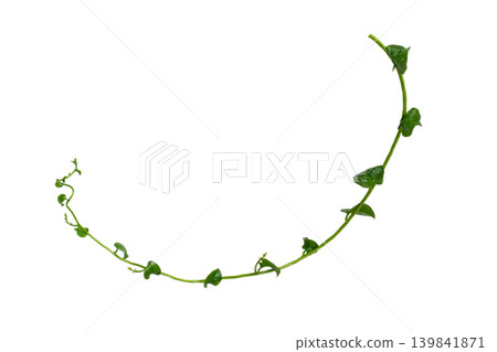Isolated creeping binahong medicinal herb twig with glossy heart-shaped leaves. Isolated creeping binahong medicinal herb twig with glossy heart-shaped leaves. 139841871