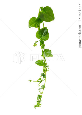 Isolated creeping binahong medicinal herb twig with glossy heart-shaped leaves. 139841877