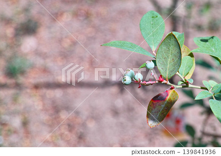 Unripe blueberries and leaves growing in a pot Unripe blueberries and leaves growing in a pot 139841936