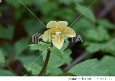 I saw a beautiful *Tougoku-sabanoo* in Akame Valley, with pale pink, petal-like sepals containing vestigial yellow petals. I saw a beautiful *Tougoku-sabanoo* in Akame Valley, with pale pink, petal-like sepals containing vestigial yellow petals. 139841949