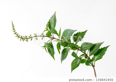 Blooming kidney tea plant or java tea branch with white flowers for herbal medicine illustration. 139841950