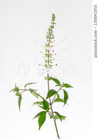 Blooming kidney tea plant or java tea branch with white flowers for herbal medicine illustration. Blooming kidney tea plant or java tea branch with white flowers for herbal medicine illustration. 139841955