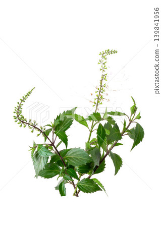 Blooming kidney tea plant or java tea branch with white flowers for herbal medicine illustration. Blooming kidney tea plant or java tea branch with white flowers for herbal medicine illustration. 139841956