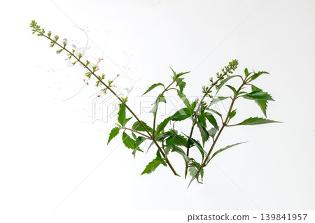Blooming kidney tea plant or java tea branch with white flowers for herbal medicine illustration. Blooming kidney tea plant or java tea branch with white flowers for herbal medicine illustration. 139841957