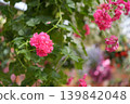鮮豔的粉紅色花朵 139842048