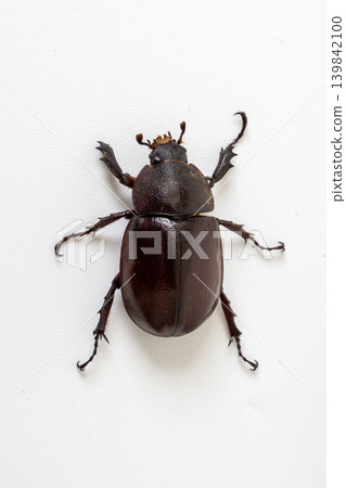 Top view of Asiatic rhinoceros beetle (Oryctes rhinoceros) isolated on white background. Top view of Asiatic rhinoceros beetle (Oryctes rhinoceros) isolated on white background. 139842100