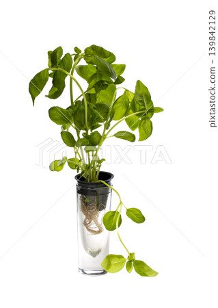 Green basil in a cup on a white background Green basil in a cup on a white background 139842129