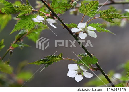 在北瀨都的山上發現了長葉楓樹莓,它有著美麗、半透明的白色花瓣向下垂。 在北瀨都的山上發現了長葉楓樹莓,它有著美麗、半透明的白色花瓣向下垂。 139842159
