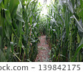 A landscape photograph of a path winding through a lush green cornfield. 139842175