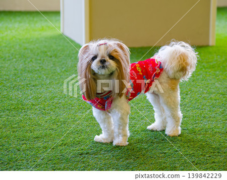 一隻穿著紅色衣服的西施犬在室內犬舍拍攝的全身照。 139842229