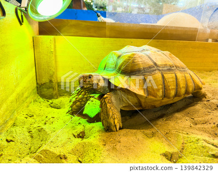 Turtle moving in a sand enclosure with green lighting and a clear background showing the habitat setup in an indoor space Turtle moving in a sand enclosure with green lighting and a clear background showing the habitat setup in an indoor space 139842329