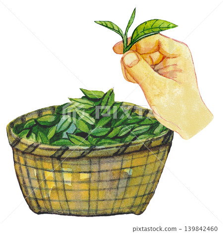 Fresh Tea Leaves in Basket with Hand Fresh Tea Leaves in Basket with Hand 139842460