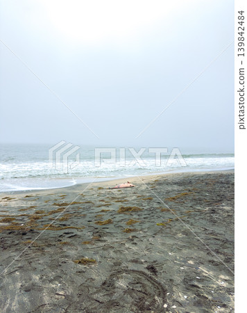 Dead Delphi found on a beach at the sea during a foggy day with waves in the background Dead Delphi found on a beach at the sea during a foggy day with waves in the background 139842484