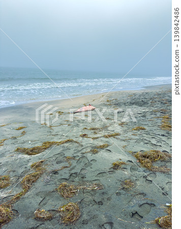 Dead Delphi found on the beach at the sea during a cloudy day with fog and minimal activity around Dead Delphi found on the beach at the sea during a cloudy day with fog and minimal activity around 139842486