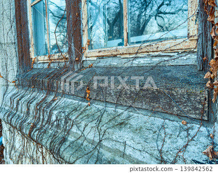Overgrown vines cover the window sill of an old building in winter, showing how nature interacts with man-made structures over time Overgrown vines cover the window sill of an old building in winter, showing how nature interacts with man-made structures over time 139842562