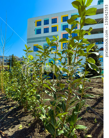 Young plants grow in a garden near a modern building under a clear blue sky during daytime in early spring Young plants grow in a garden near a modern building under a clear blue sky during daytime in early spring 139842593