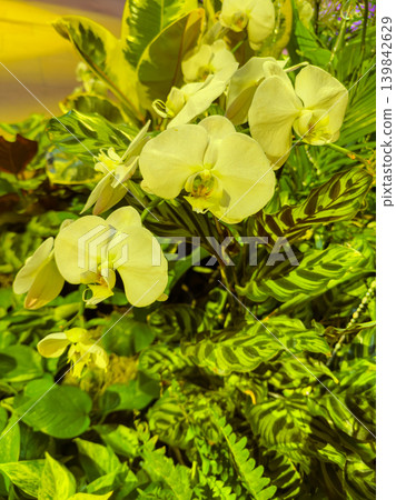 Flowers bloom in a garden during daytime near a busy area with sunlight shining on green leaves and colorful plants Flowers bloom in a garden during daytime near a busy area with sunlight shining on green leaves and colorful plants 139842629