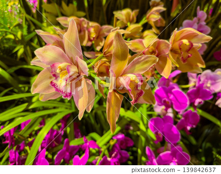 Orchids bloom in vibrant colors at a garden during the afternoon hours Orchids bloom in vibrant colors at a garden during the afternoon hours 139842637