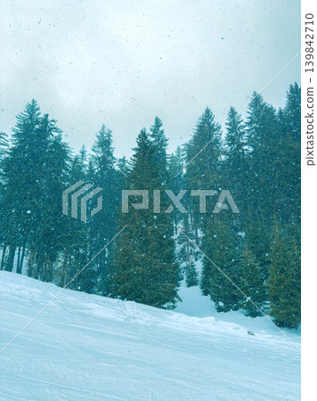 Snow falls on tall trees in a winter forest during a cold day in the mountains Snow falls on tall trees in a winter forest during a cold day in the mountains 139842710