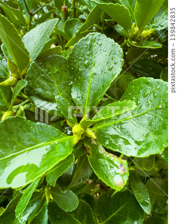 Fresh green leaves with droplets of water shine in the light after rain on a sunny day in a garden setting surrounded by nature 139842835