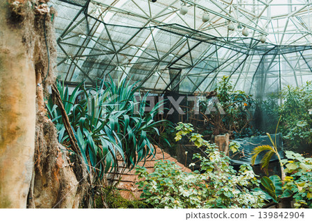 Inside a large greenhouse with plants, glass walls, and a structure supporting the roof in a warm setting during the daytime Inside a large greenhouse with plants, glass walls, and a structure supporting the roof in a warm setting during the daytime 139842904