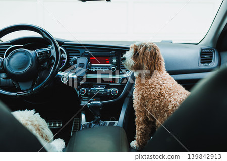 Mix of Toy Poodle and Havanese dog sits in car while another dog rests in the back seat during a sunny day Mix of Toy Poodle and Havanese dog sits in car while another dog rests in the back seat during a sunny day 139842913