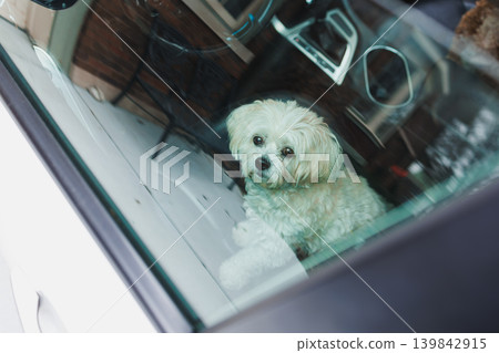 Dog in car looking out the window on a sunny day in the driveway while waiting for its owner to return from running errands 139842915