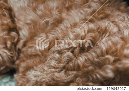 Close up view of a Toy Poodle and Havanese breed mix dog resting indoors in warm light during afternoon hours 139842917