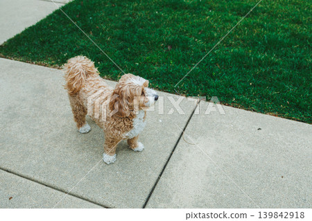 Dog stands on sidewalk next to grass in suburban area during daytime observing surroundings and enjoying the outdoor space Dog stands on sidewalk next to grass in suburban area during daytime observing surroundings and enjoying the outdoor space 139842918