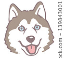 西伯利亞哈士奇犬。狗臉插圖。向量圖。 西伯利亞哈士奇犬。狗臉插圖。向量圖。 139843001