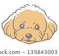 玩具貴賓犬。狗臉插圖。向量圖。 玩具貴賓犬。狗臉插圖。向量圖。 139843003