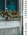 Flowers and plants in window box on a city building during daylight hours, showing winter decorations and greenery at a storefront 139843048