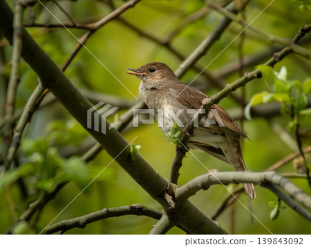nightingale (Luscinia megarhynchos) singing nightingale (Luscinia megarhynchos) singing 139843092