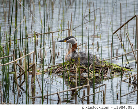 Red necked grebe (Podiceps grisegena) sitting on a nest Red necked grebe (Podiceps grisegena) sitting on a nest 139843093