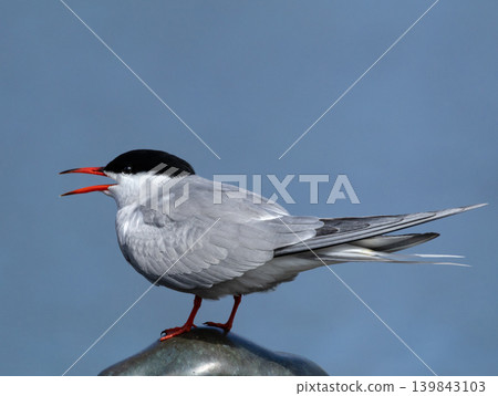 The Common Tern (Sterna hirundo) on blue sky background. The Common Tern (Sterna hirundo) on blue sky background. 139843103