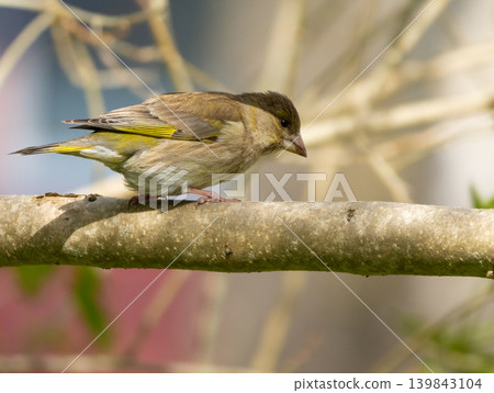 European Greenfinch, Chloris chloris. A bird sits on a branch European Greenfinch, Chloris chloris. A bird sits on a branch 139843104