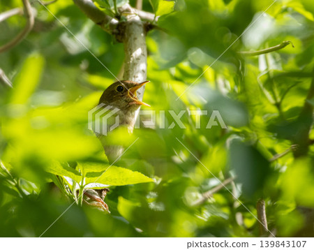 Male Common nightingale (Luscinia megarhynchos) sits on a branch and sings. Male Common nightingale (Luscinia megarhynchos) sits on a branch and sings. 139843107