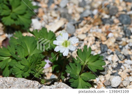 Hidakasou, a species of buttercup that is endemic to the rocky areas with many pebbles on Mt. Apoi in Hokkaido. Hidakasou, a species of buttercup that is endemic to the rocky areas with many pebbles on Mt. Apoi in Hokkaido. 139843109