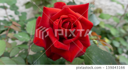 The Beauty red Rose The Beauty red Rose 139843166