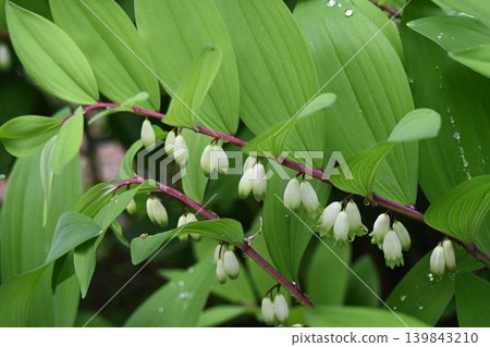 The beautiful sight of the urn-shaped white flowers hanging in rows was seen on the Rokko Mountains. The beautiful sight of the urn-shaped white flowers hanging in rows was seen on the Rokko Mountains. 139843210