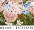 Double cherry blossoms in full bloom under a blue sky 139843215